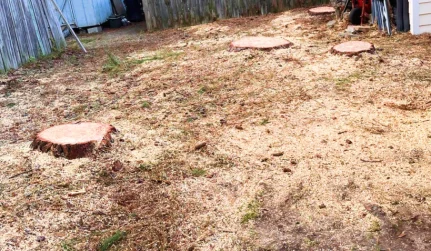 Stump Removal Services