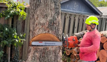 Tree Removal Services
