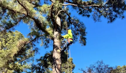 Tree Trimming Services